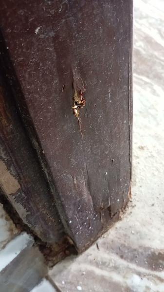 Cover photo of Gauri Pest Control Services